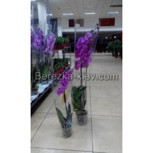 Орхидея Королевская Сиреневая